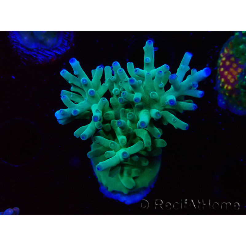 WYSIWYG ORA Acropora turaki Hawkins