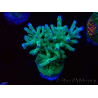 WYSIWYG ORA Acropora turaki Hawkins