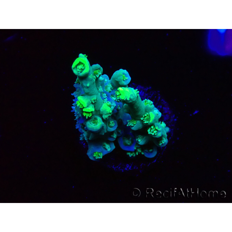 WYSIWYG RAH Acropora Plutonium 5Y6