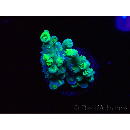 WYSIWYG RAH Acropora Plutonium 5Y6