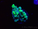 WYSIWYG RAH Acropora Plutonium
