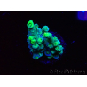 WYSIWYG RAH Acropora Plutonium 5Y6