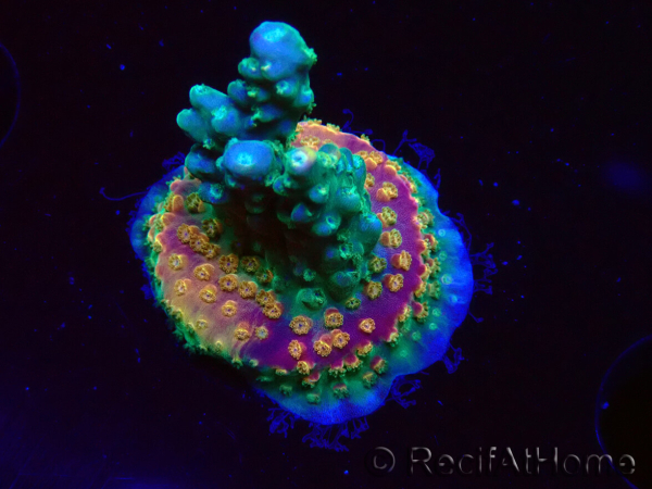 WYSIWYG Acropora aculeus