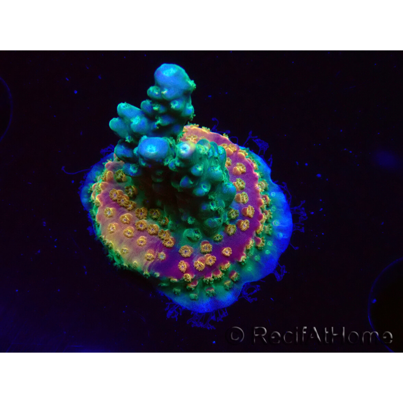 WYSIWYG Acropora aculeus