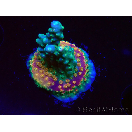 WYSIWYG Acropora aculeus