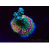 WYSIWYG Acropora aculeus