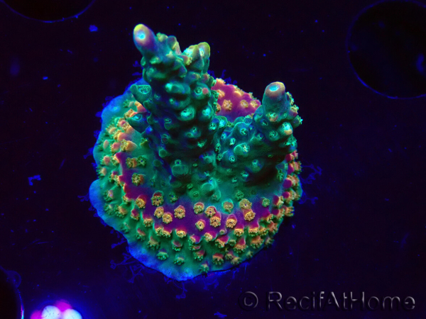 WYSIWYG Acropora Fruity Pebbles 5W2