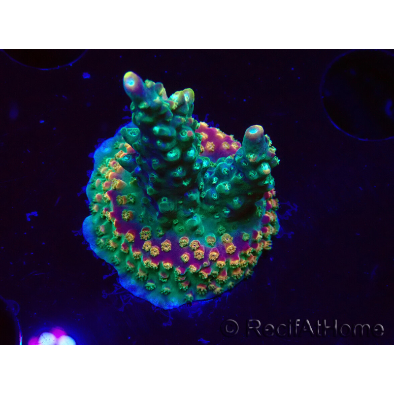 WYSIWYG Acropora aculeus