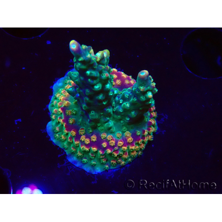 WYSIWYG Acropora Fruity Pebbles 5W2