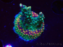 WYSIWYG Acropora aculeus