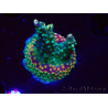 WYSIWYG Acropora aculeus