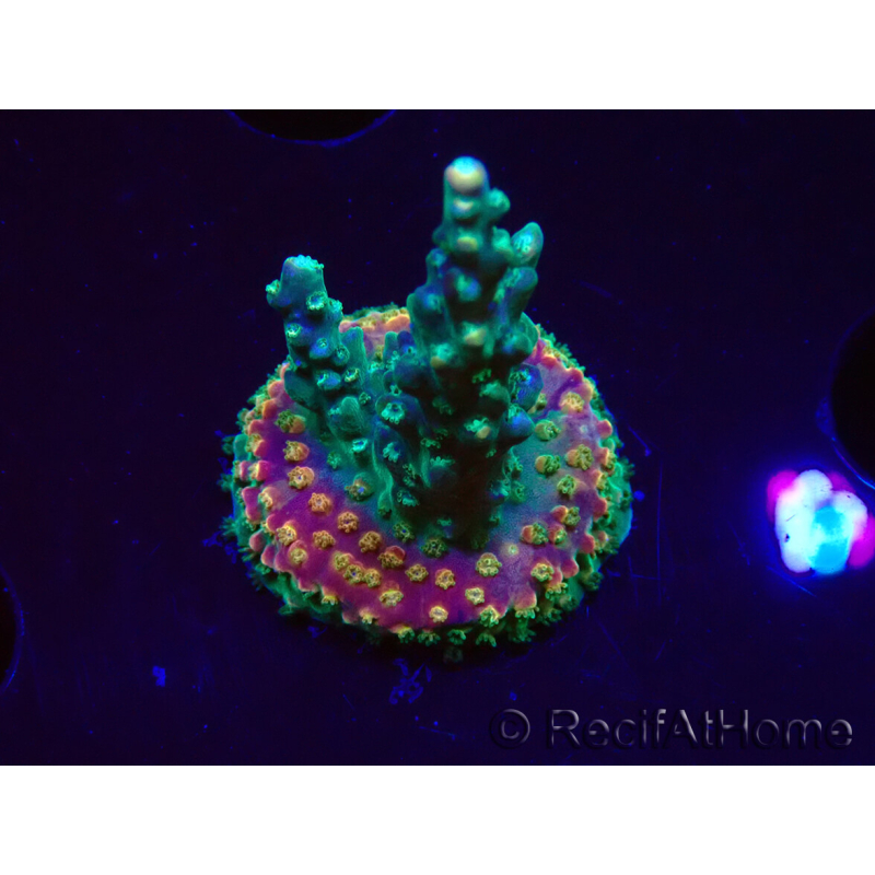 WYSIWYG Acropora aculeus