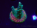 WYSIWYG Acropora aculeus