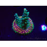 WYSIWYG Acropora aculeus