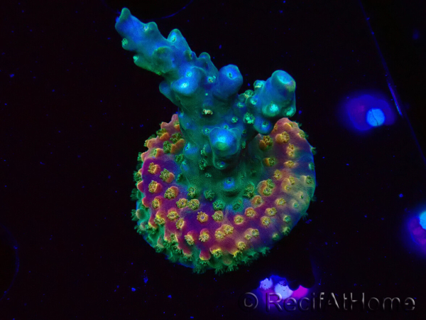 WYSIWYG Acropora aculeus