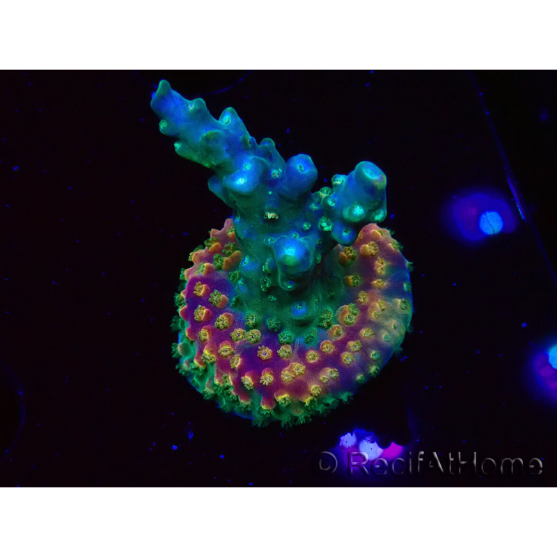 WYSIWYG Acropora aculeus