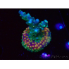 WYSIWYG Acropora aculeus
