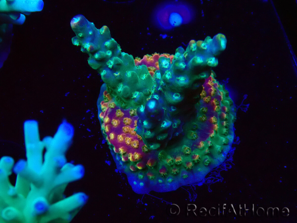 WYSIWYG Acropora Fruity Pebbles 5W5