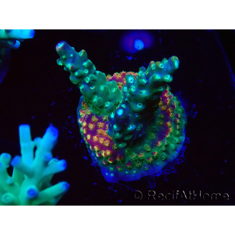 WYSIWYG Acropora aculeus