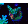 WYSIWYG Acropora aculeus