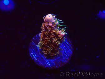 WYSIWYG CC Acropora Vodoo Majick 5Q6