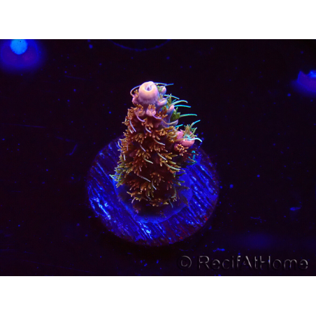 WYSIWYG CC Acropora Vodoo Majick