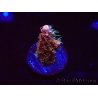 WYSIWYG CC Acropora Vodoo Majick