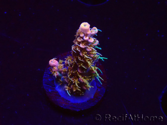 WYSIWYG CC Acropora Vodoo Majick