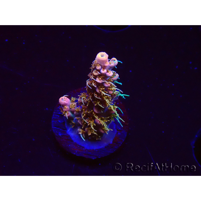 WYSIWYG CC Acropora Vodoo Majick 5Q7