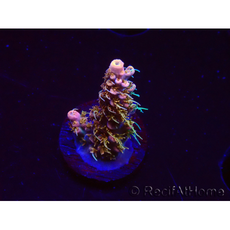 WYSIWYG CC Acropora Vodoo Majick 5Q7
