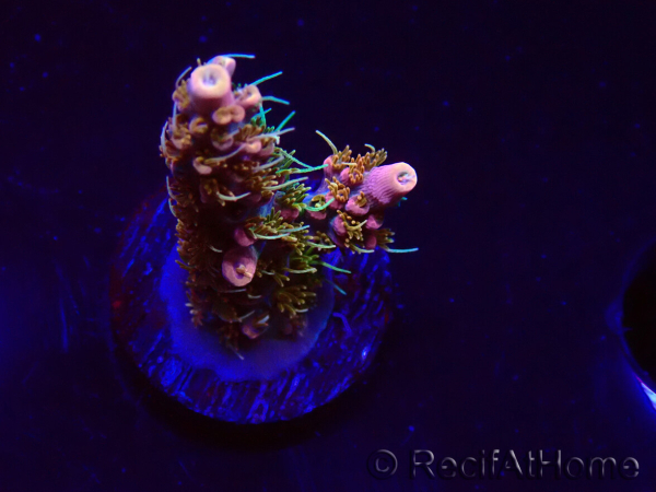WYSIWYG CC Acropora Vodoo Majick 5Q8