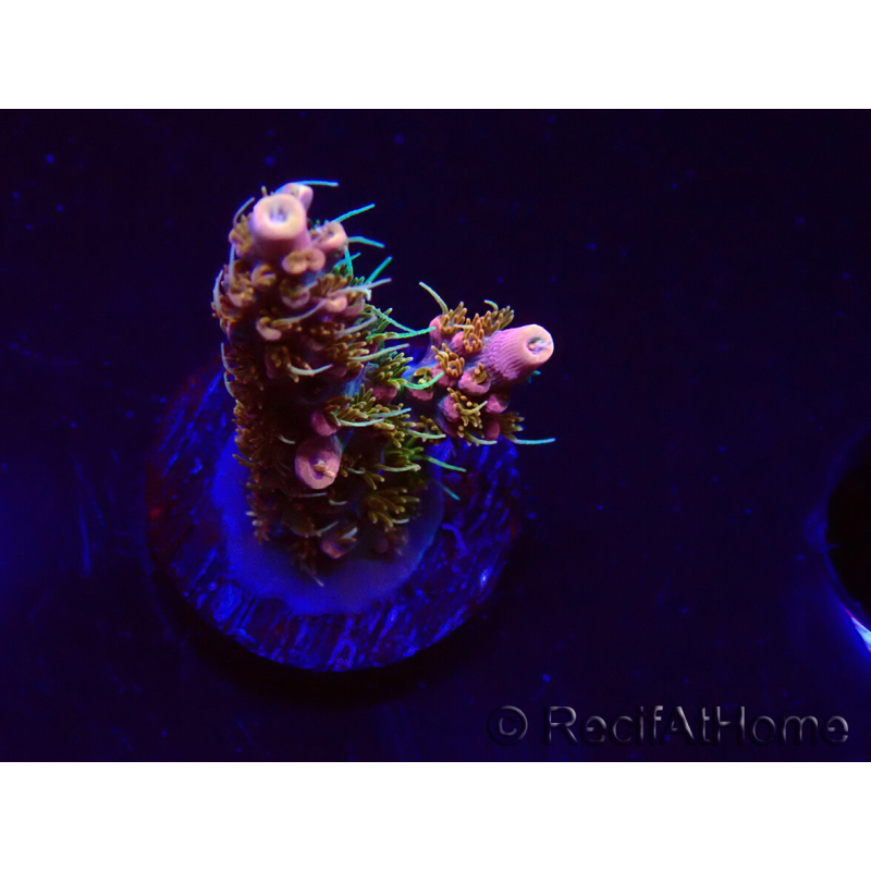 WYSIWYG CC Acropora Vodoo Majick 5Q8