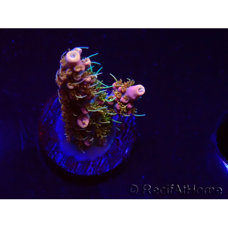WYSIWYG CC Acropora Vodoo Majick 5Q8