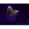 WYSIWYG CC Acropora Vodoo Majick