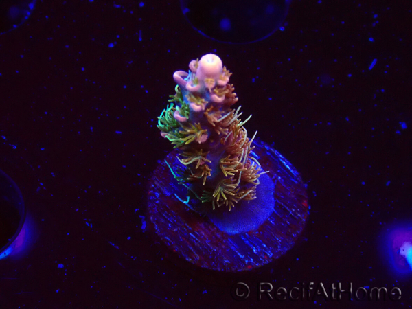 WYSIWYG CC Acropora Vodoo Majick 5Q9