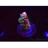 WYSIWYG CC Acropora Vodoo Majick 5Q9