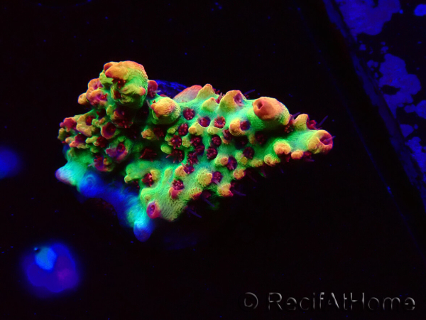 WYSIWYG RAH Acropora microclados Strawberry Shortcake 5Y1