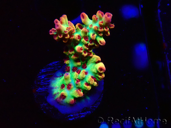 WYSIWYG RAH Acropora microclados Strawberry Shortcake 5Y2
