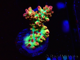 WYSIWYG RAH Acropora microclados Strawberry Shortcake