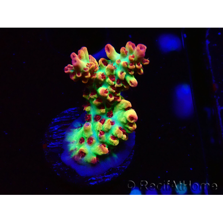WYSIWYG RAH Acropora microclados Strawberry Shortcake