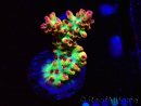 WYSIWYG RAH Acropora microclados Strawberry Shortcake