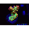 WYSIWYG RAH Acropora microclados Strawberry Shortcake