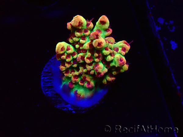 WYSIWYG RAH Acropora microclados Strawberry Shortcake 5Y3