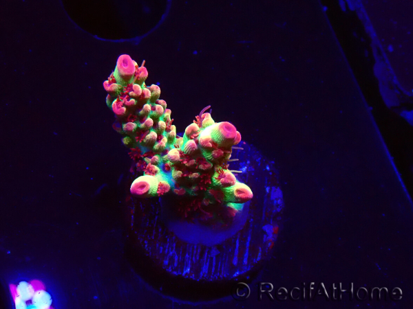 WYSIWYG RAH Acropora microclados Strawberry Shortcake