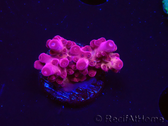 WYSIWYG RAH Acropora Sunset Boulevard 5E6