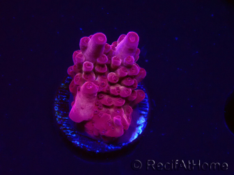 WYSIWYG RAH Acropora Sunset Boulevard