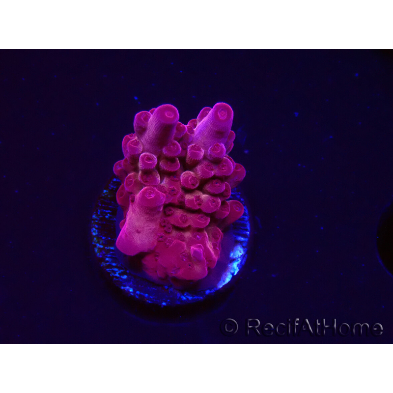 WYSIWYG RAH Acropora Sunset Boulevard