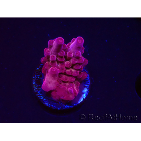 WYSIWYG RAH Acropora Sunset Boulevard