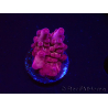 WYSIWYG RAH Acropora Sunset Boulevard