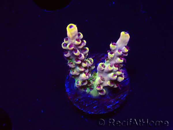 WYSIWYG RAH Acropora Pink Floyd 5D6